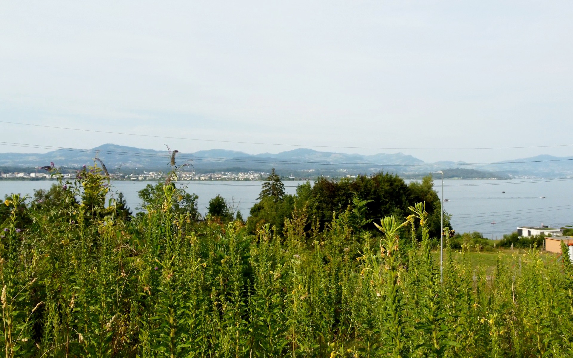 Vegetation auf dem Grundstück im Vordergrund und Zürichsee mit Voralpen im Hintergrund