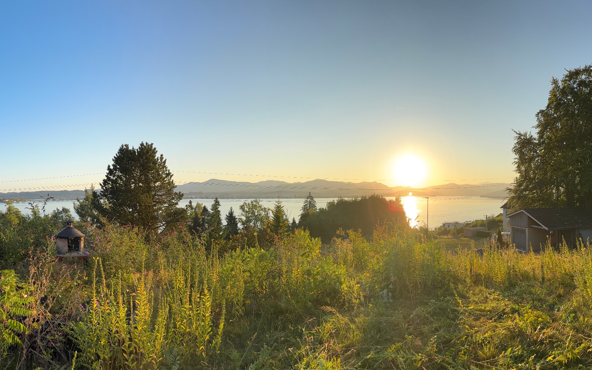 Morgenlicht über dem Zürichsee mit Bergsilhouette und natürlicher Vegetation im Vordergrund