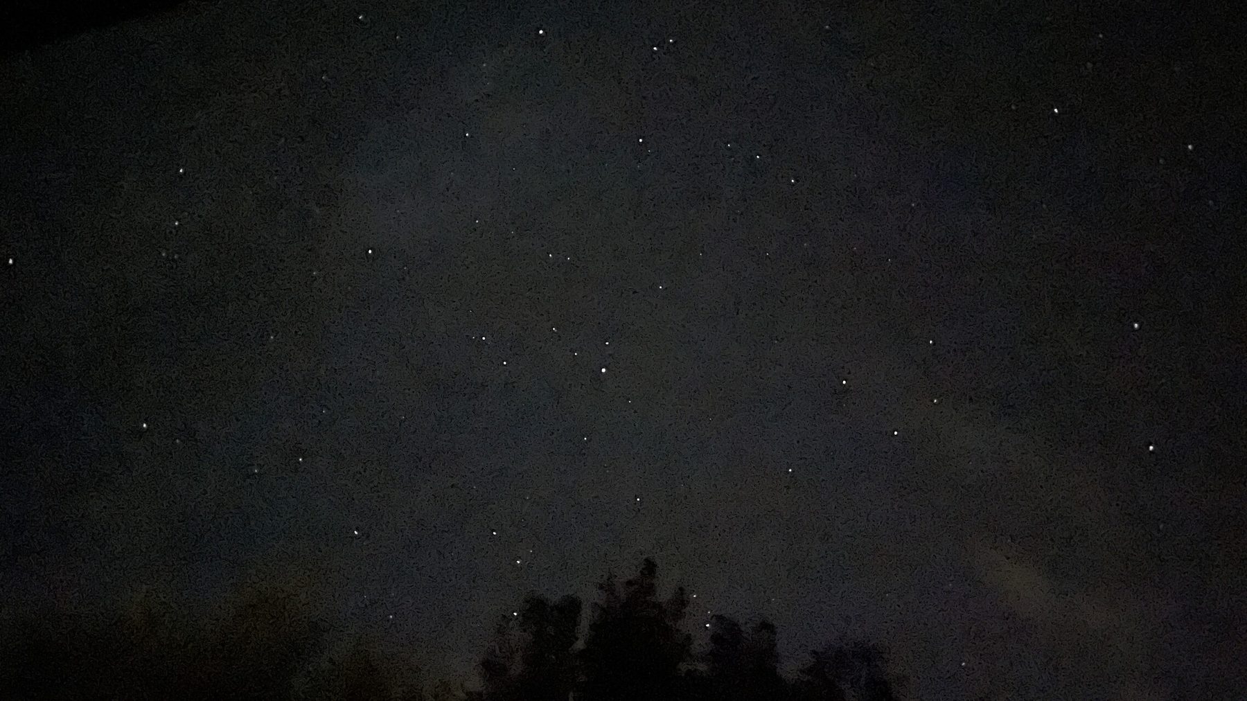 Sternenhimmel über dunklen Baumkronen, vom Grundstück aus aufgenommen